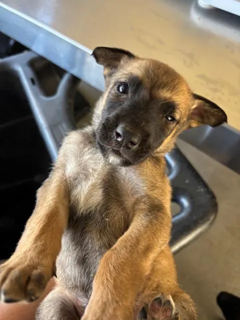 Adoptable Dog