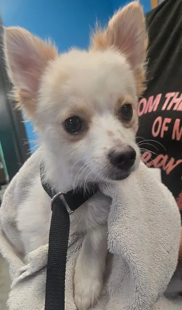 Adoptable Dog