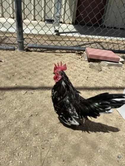 Foghorn