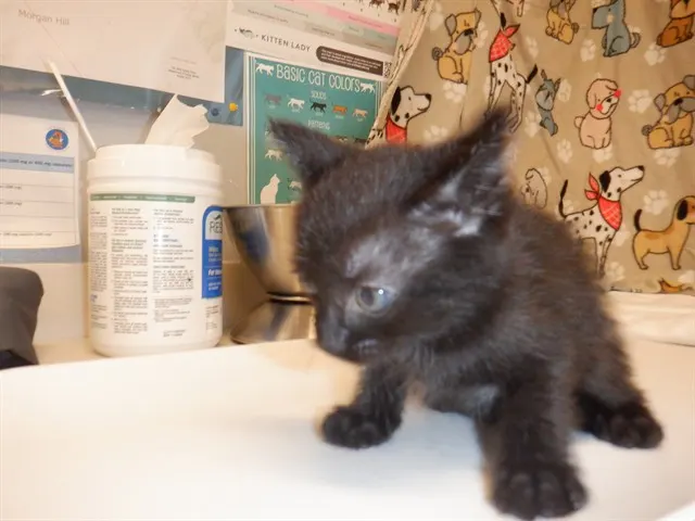 Adoptable Cat
