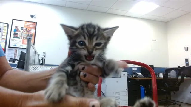 Adoptable Cat