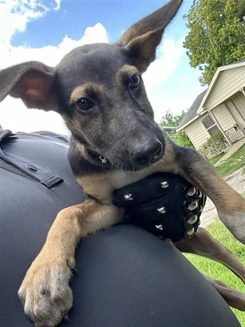 Adoptable Dog