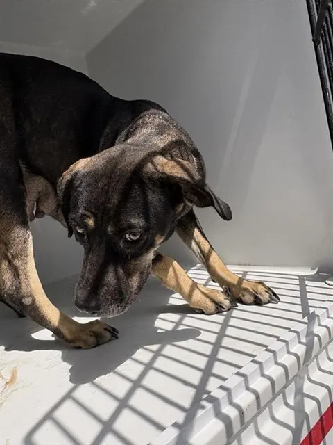 Adoptable Dog