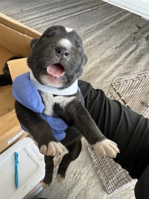 Adoptable Dog