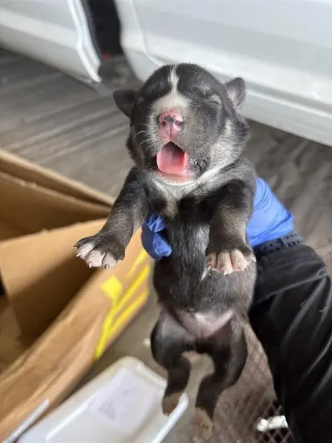 Adoptable Dog