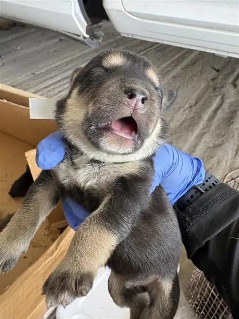 Adoptable Dog