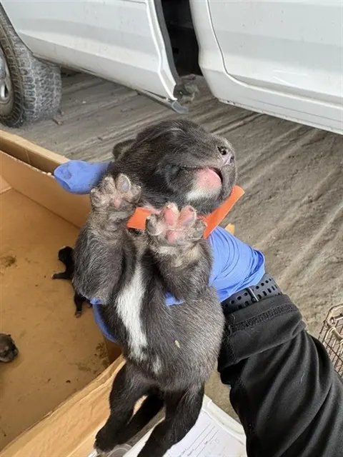Adoptable Dog