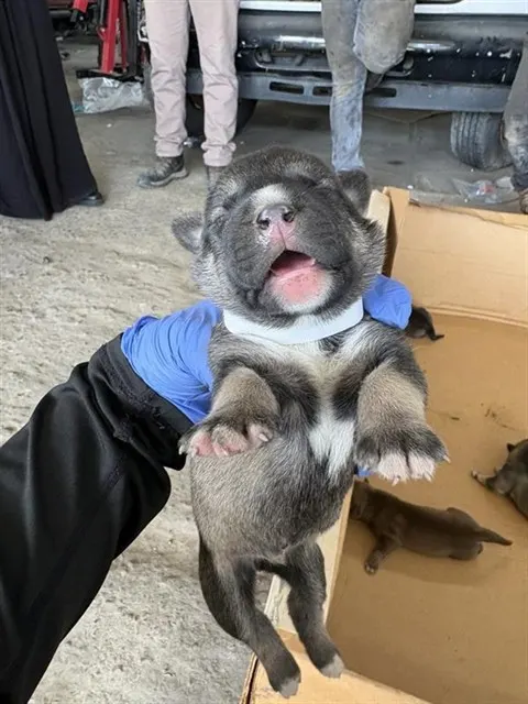 Adoptable Dog