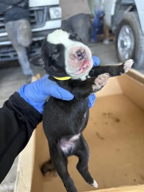 Adoptable Dog