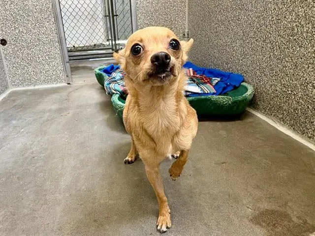 *Chiquita