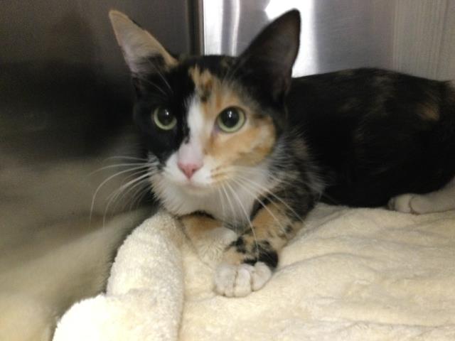 Adoptable Cat