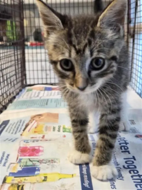 Adoptable Cat
