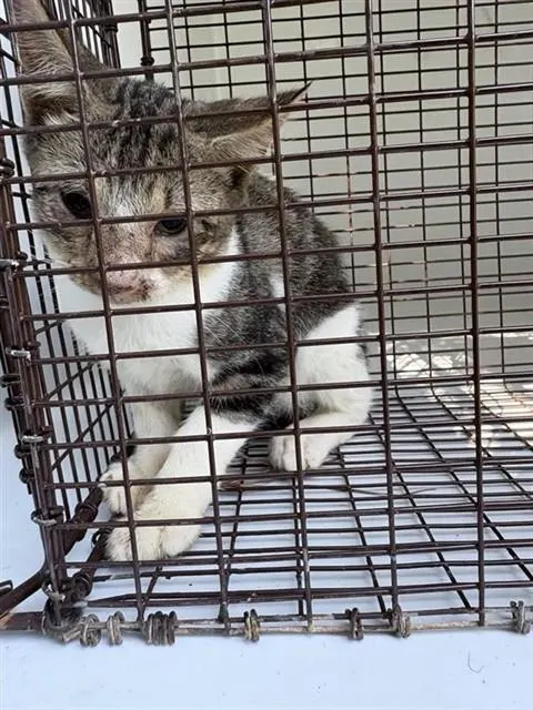 Adoptable Cat