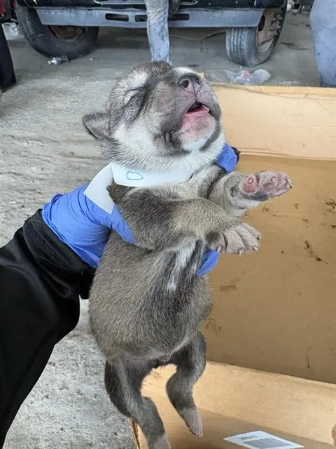 Adoptable Dog