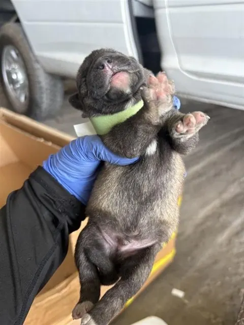 Adoptable Dog