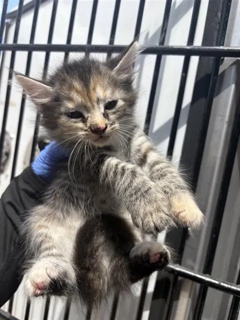 Adoptable Cat