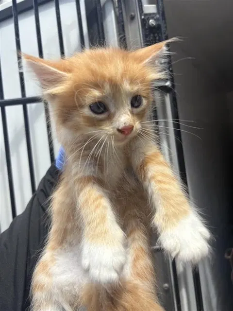 Adoptable Cat