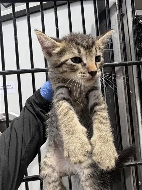 Adoptable Cat