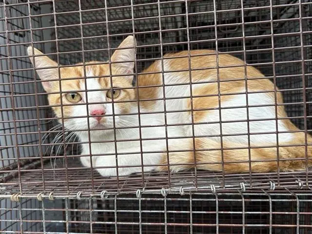 Adoptable Cat