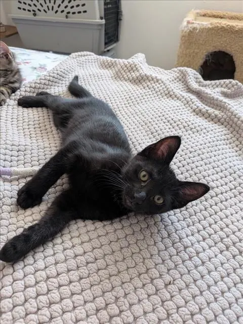 Jack