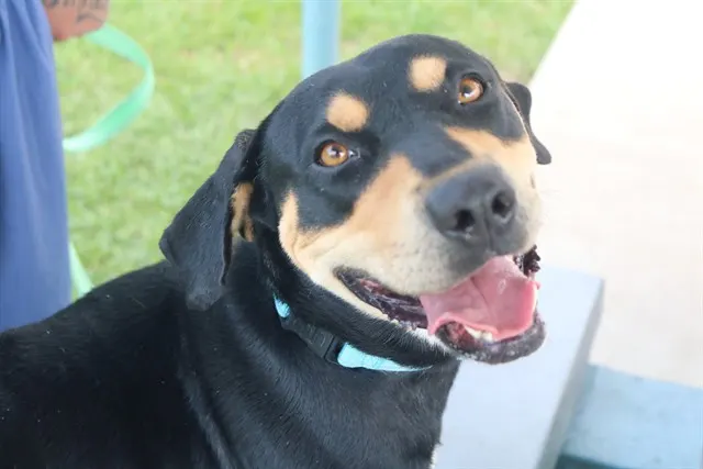Nova