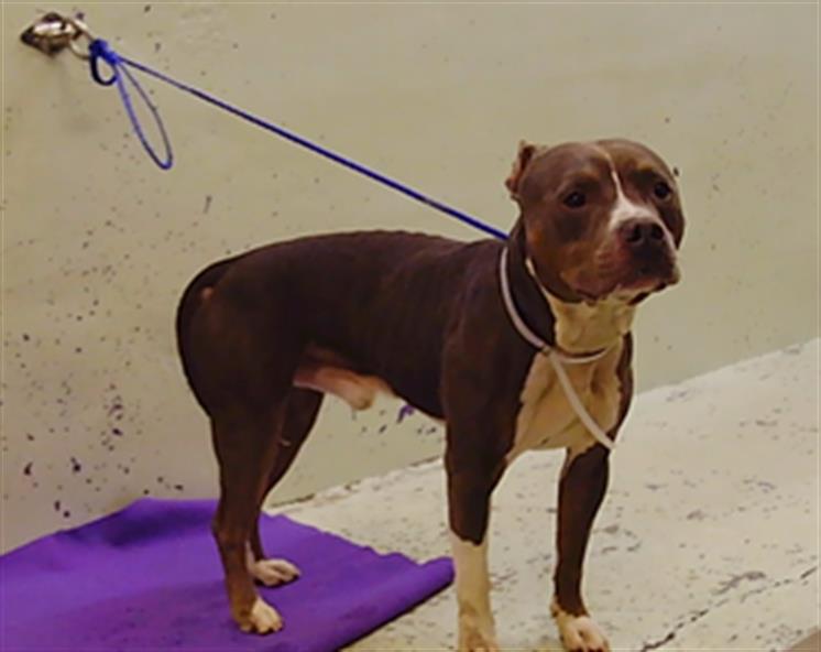 Adoptable Dog