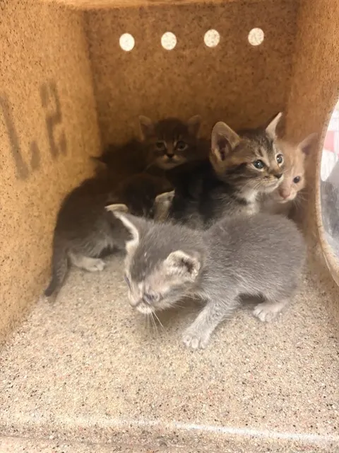Adoptable Cat