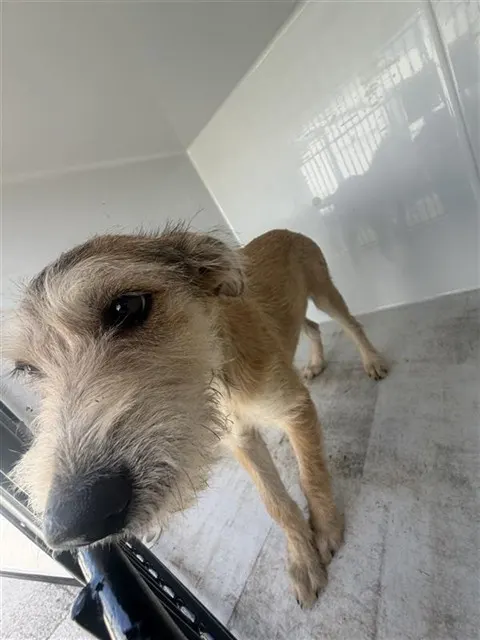 Adoptable Dog