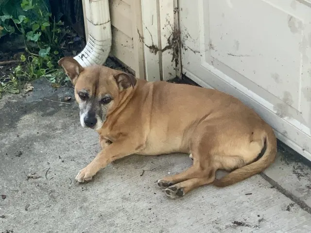 Adoptable Dog