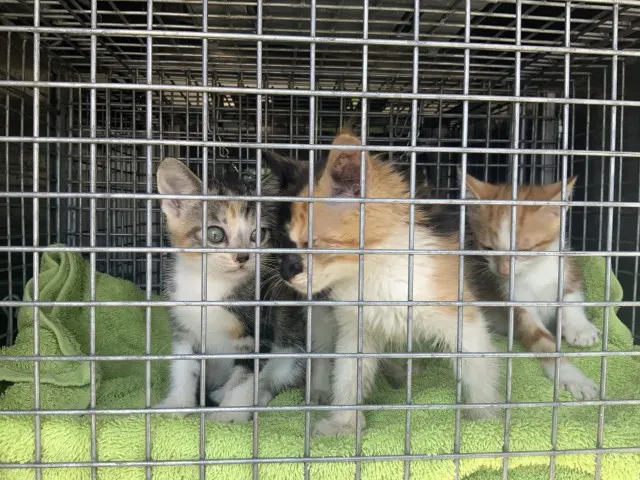Adoptable Cat