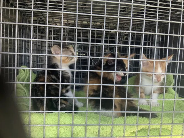 Adoptable Cat