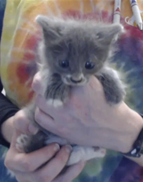 Adoptable Cat
