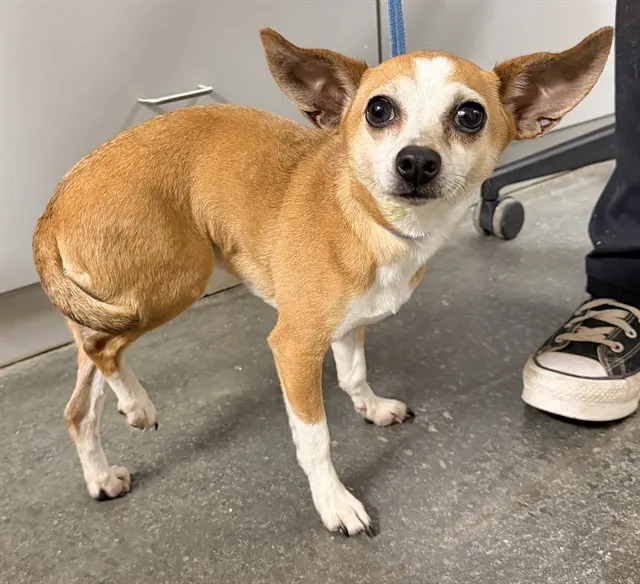Adoptable Dog