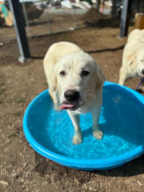 Adoptable Dog