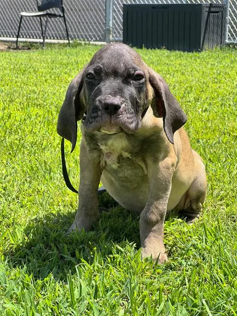 Sarge