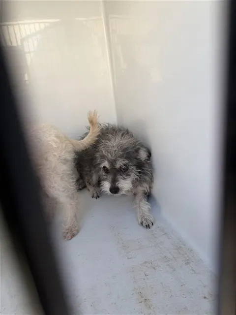 Adoptable Dog