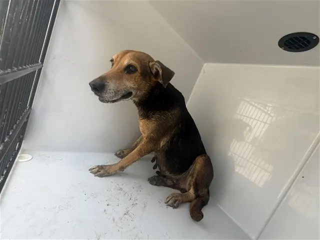 Adoptable Dog