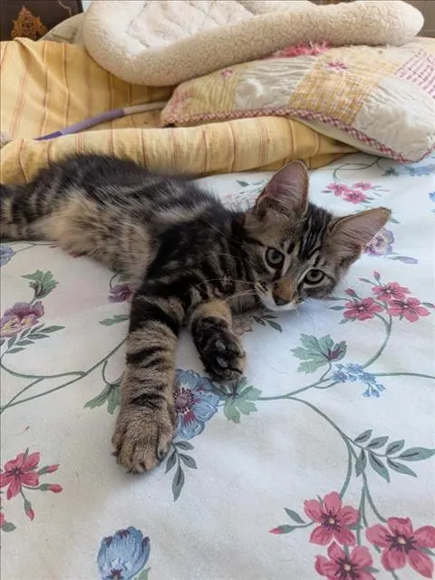 Elliott