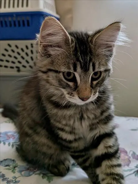 Fluff