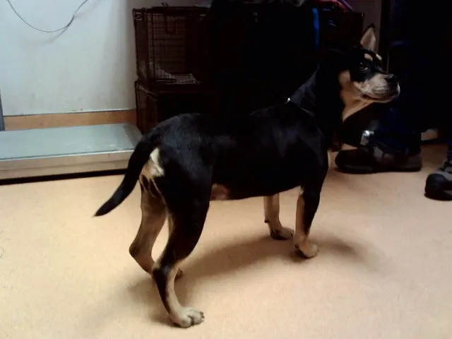 Adoptable Dog