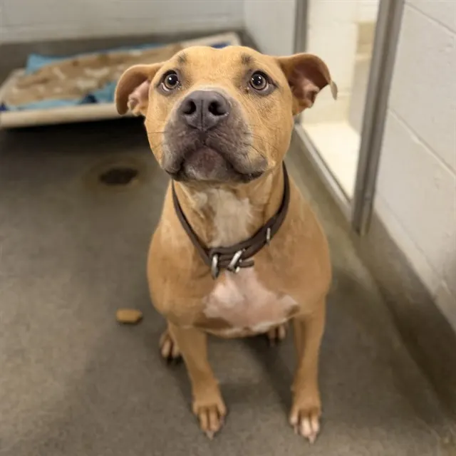 Adoptable Dog