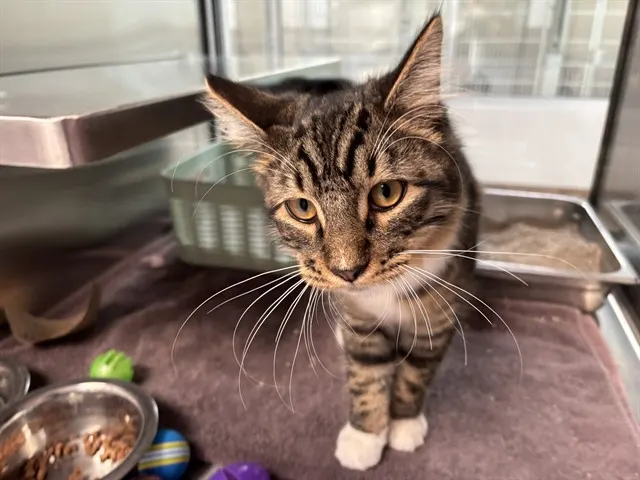 Rambo