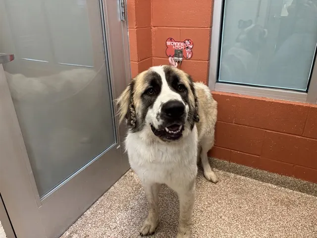 Appa