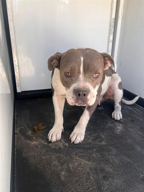 Adoptable Dog