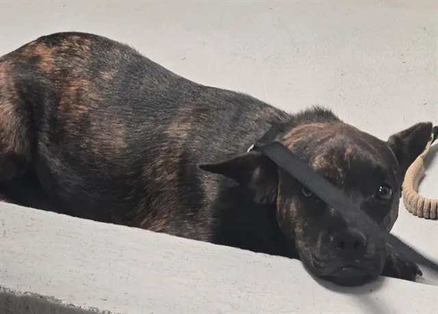 Adoptable Dog