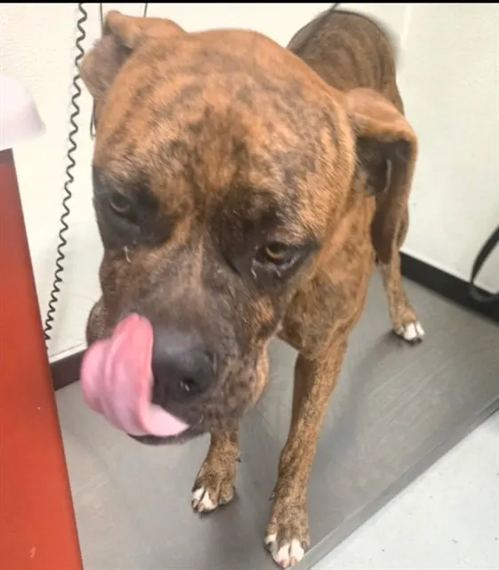 Adoptable Dog
