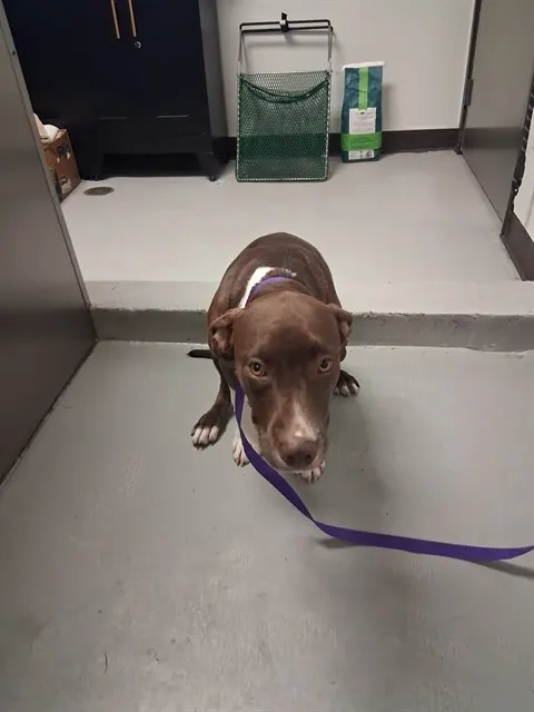Adoptable Dog