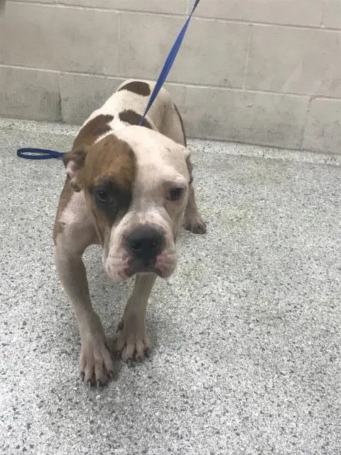 Adoptable Dog