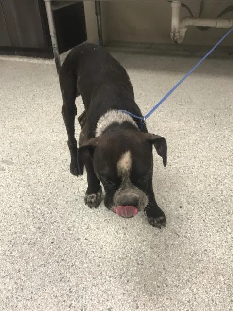 Adoptable Dog