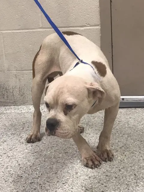 Meatloaf